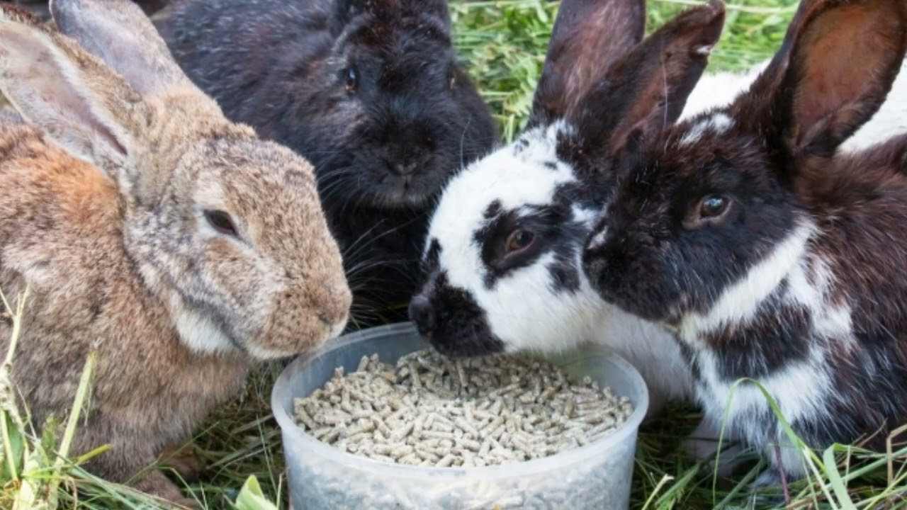 🚨DORE UBURYO WAKORA IBIRYO BY'INKWAVU BIDASABYE KUJYA KURUGANDA