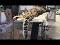 February 4, 2025, Snow Leopard 'Minu' - A tell-tale tail!