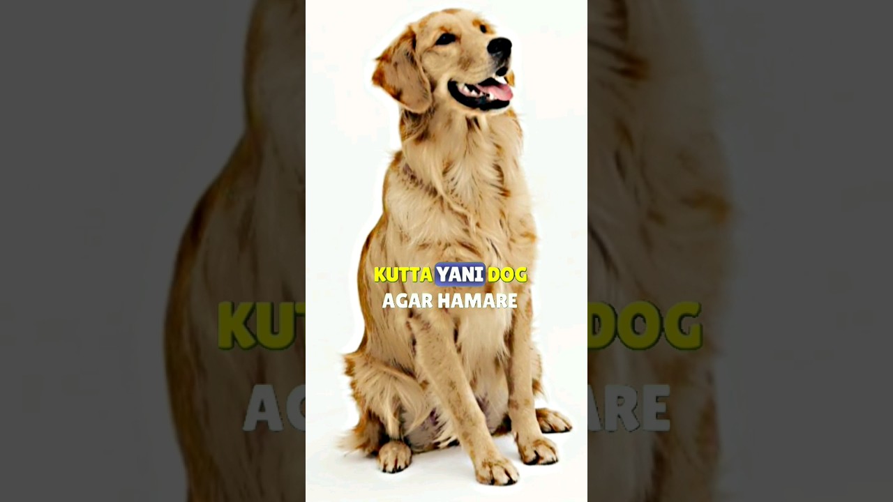 kutta hamare kapde ko chule to namaz hogi?#shorts #youtubeshorts #explore #edit #islamic #viralvideo