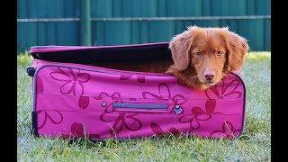 Funny Trickdog movie  Dogs alone at home Labrador & Nova Scotia Duck Tolling Retriever