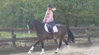 Lunalene 3 Jarige merrie van Glock's Toto Jr