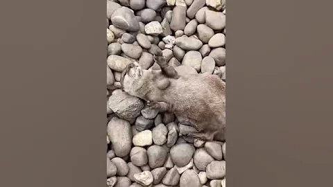 Выдра играет с камушком