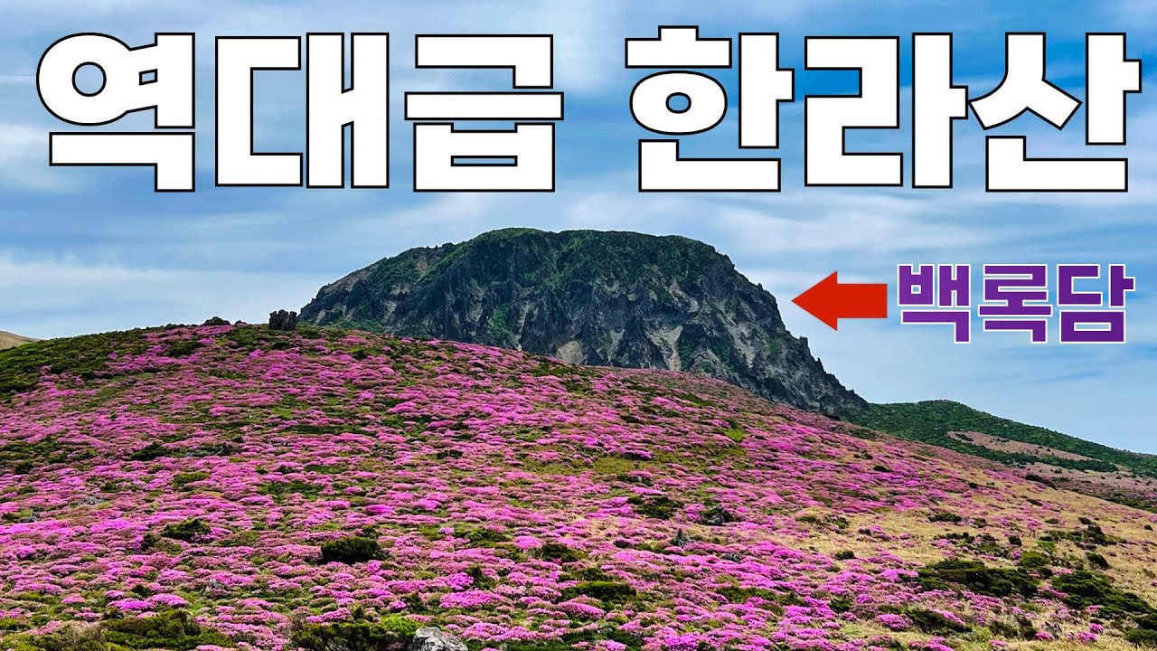 분홍빛 철쭉으로 뒤덮힌 백록담 | 어리목-윗세오름-영실