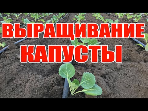 Рассада капусты для раннего урожая !  Выращивание капусты в открытом грунте