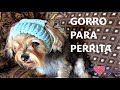 Gorro de perrito y para gatitos/ dogs and cats hat