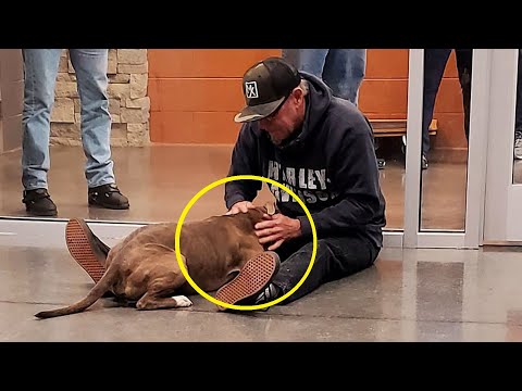 Video: Zašto bi Pit Bull mogao biti pravi pas za vas