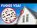 11 Cose Che Il Tuo Agente Immobiliare Non Ti Dirà Mai