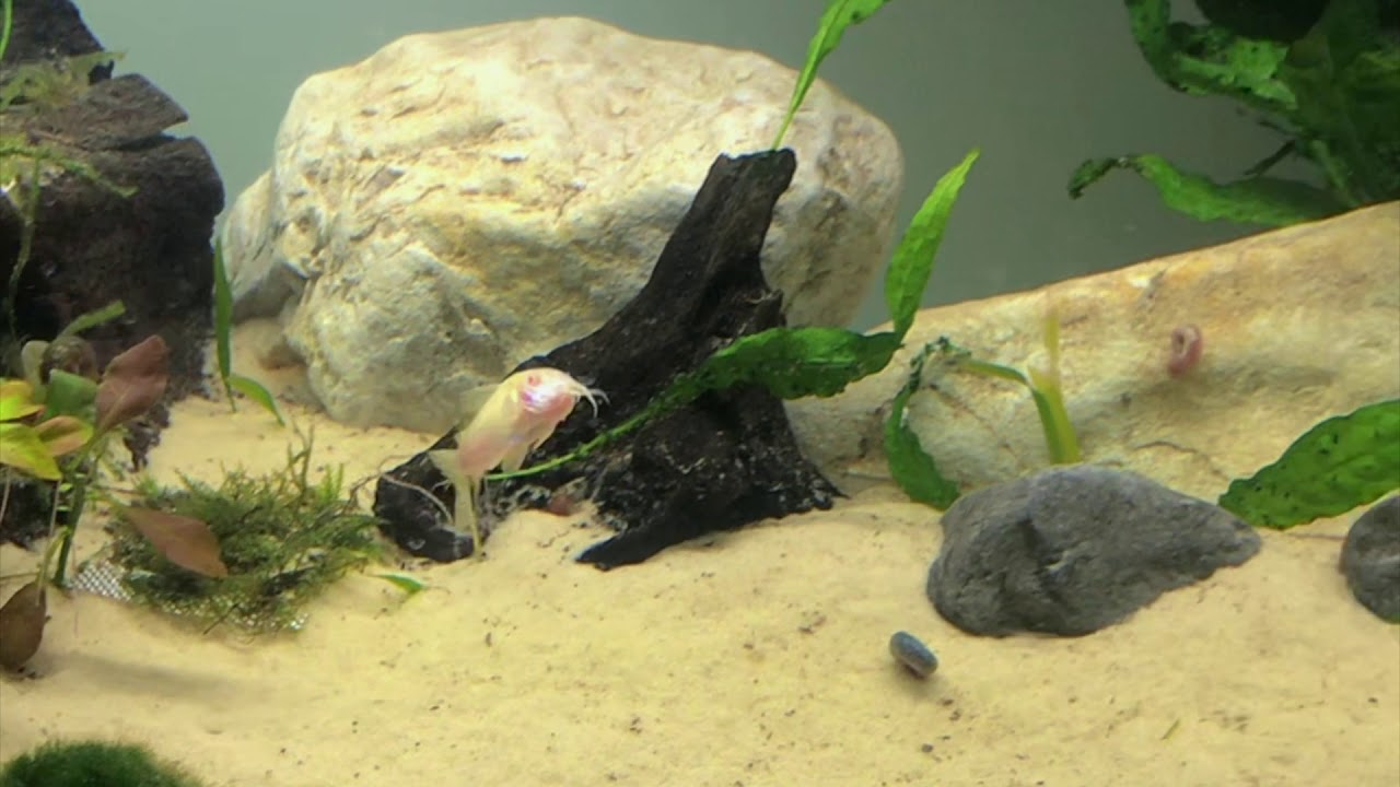 NEW!! Ciano Pro 60 Aquarium set up YouTube