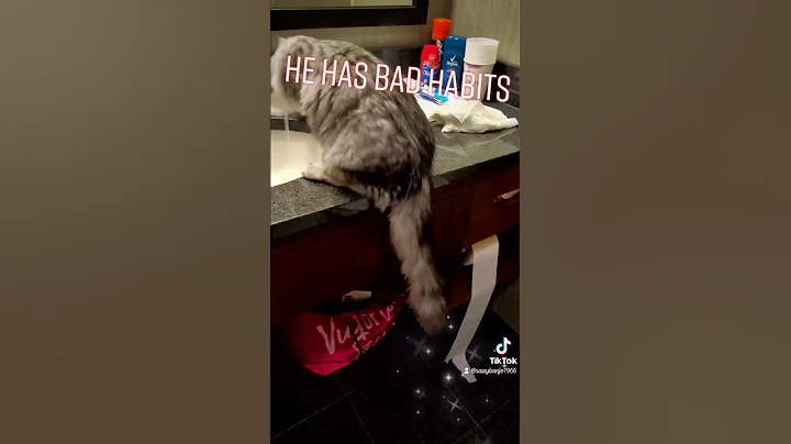 Watch the video about Mainecoon drinking water from faucet