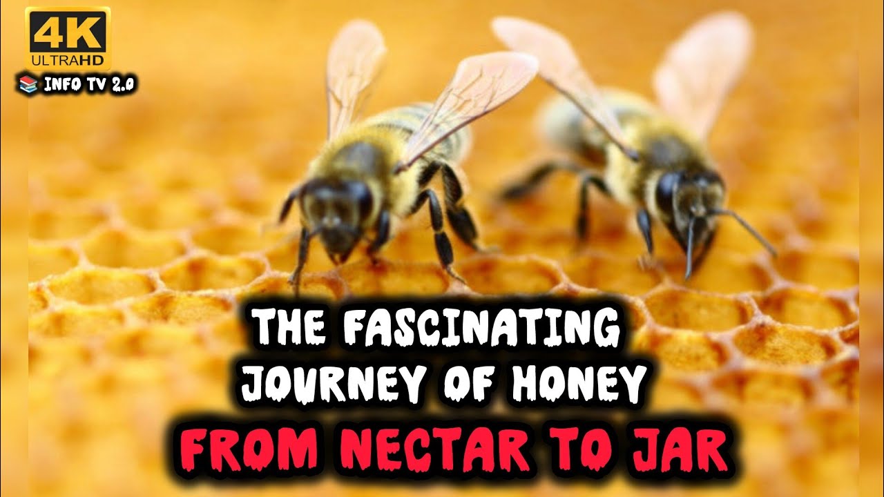 The Fascinating Journey of Honey | From Nectar To Jar | English Documentary | Info TV 2.0