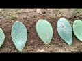 تسريع نمو التين الشوكي والأ ملس بأفضل طريقة للغرس The Fastest Way To Graw Berber Fig تسريع نمو التين الشوكي والأ ملس بأفضل طريقة للغرس The Fastest Way To Graw Berber Fig