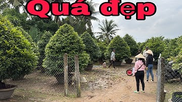 04/12📱0938852666 gặp Tuyền📱màu vàng tàng thông chới tết