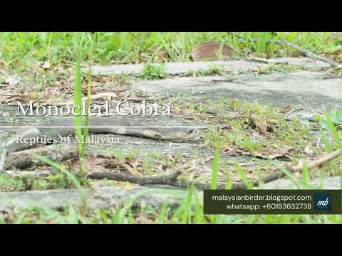 Reptiles in Malaysia