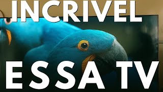 MELHOR SMART TV 40 BARATA? PHILCO ANDROID TV