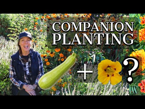 Video: Liljeplantekompanjoner - Lær om ledsagerplanting med liljeblomster