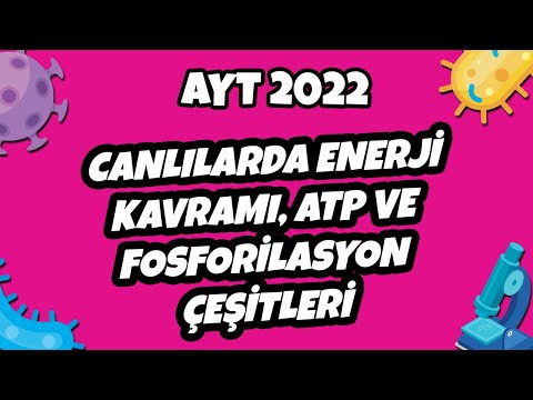 Video: Biyolojide kullanılan enerji birimi nedir?