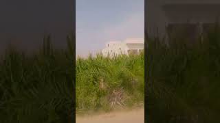 #youtubeshorts #viralshorts #short    feeds #nature