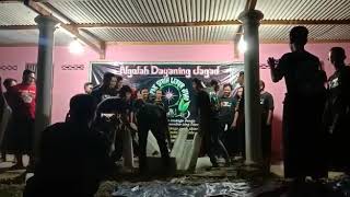 Tapak sirih lebur jiwo tawun ngawi