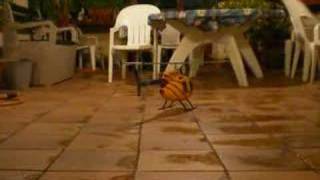 md500 test2