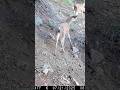 Mule Deer Fawn on Game Cam | Los Padres National Forest Hunt Zone D13 | Trail Camera Footage