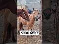 Equine Social Hierarchy: Positioning Without Aggression🐴 #shorts