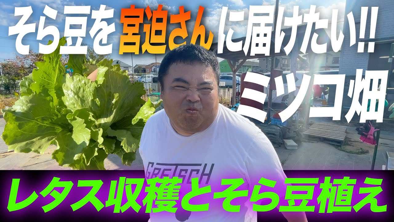 【ミツコ畑】今年も宮迫さんに奉納する豆を植えます！【サツマイモ収穫】