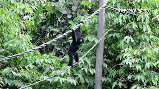 Download Lagu Siamang Gibbon Malaysia MP3