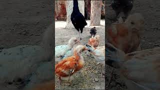 murgi ke bache chote chote | Chicken chicks video | Chicken chicken free sound shortsviral