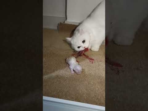 Persian #Cat Giving Birth