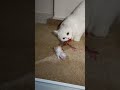 Persian cat giving birth