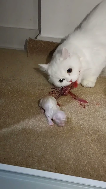 Persian #Cat Giving Birth