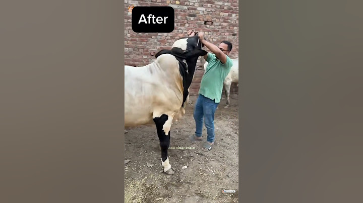 Eid ul Adha Animal 2025 | Cow Tiktok | Cow Lover | Qurbani Eid Janwar | whatsapp status | #Shorts