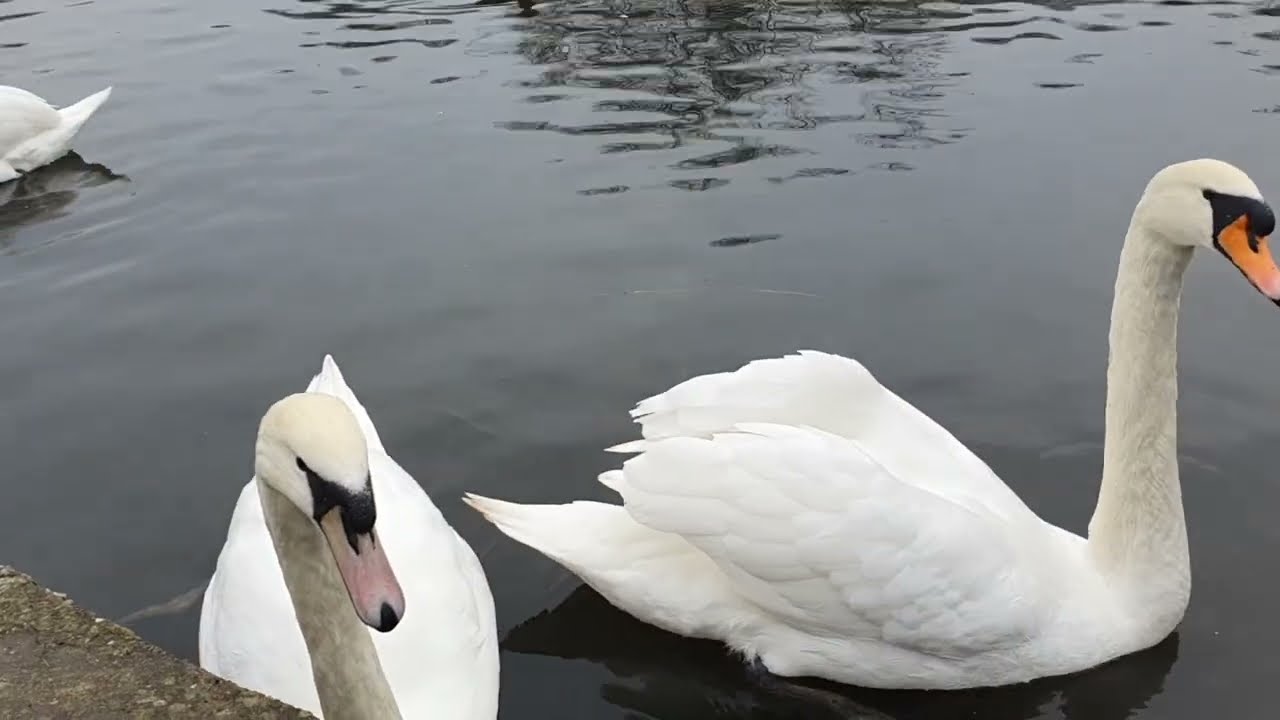 Pype Hayes Park || Chester Rd || Erdington || Birmingham || England