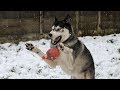 Husky Fails To Catch In The Snow