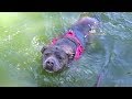 Rescue Pitbull Goes Swimming For The First Time