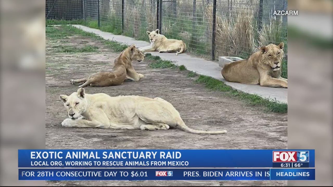 Exotic Animal Sanctuary Raid - YouTube