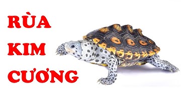 Tìm hiểu về Rùa Kim Cương | Loài rùa có hình thái đa dạng nhất | Hoàng Long Family