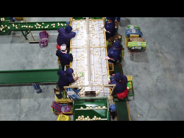 Complete Packaging line with U-Vision grading/sorting unit