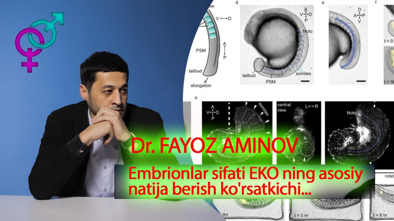 🔥 Embrionlar sifati EKOning asosiy natija berish ko'rsatkichi... | Fayoz Aminov