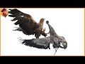 60 Best Eagle Attacks Caught On Camera