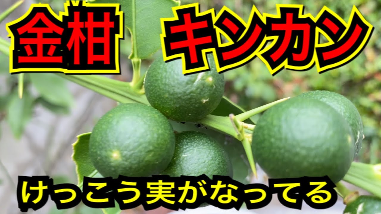 金柑の濃い緑の実がたわわに豊作かな Youtube