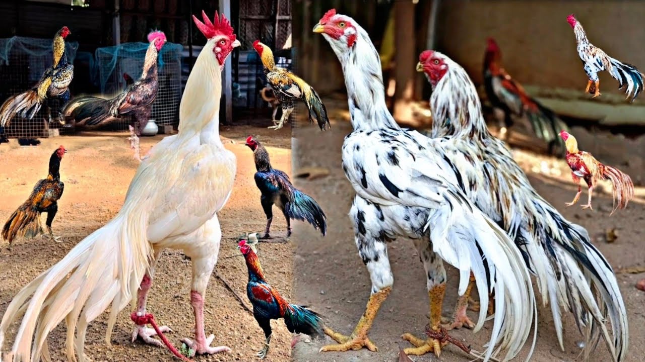 Top 500+ 2024 New Aseel Series out 😍