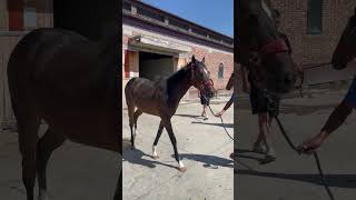 Future champs re getting ready to Race #subscribe #youtube #horse #animals #love #pets #race #shorts