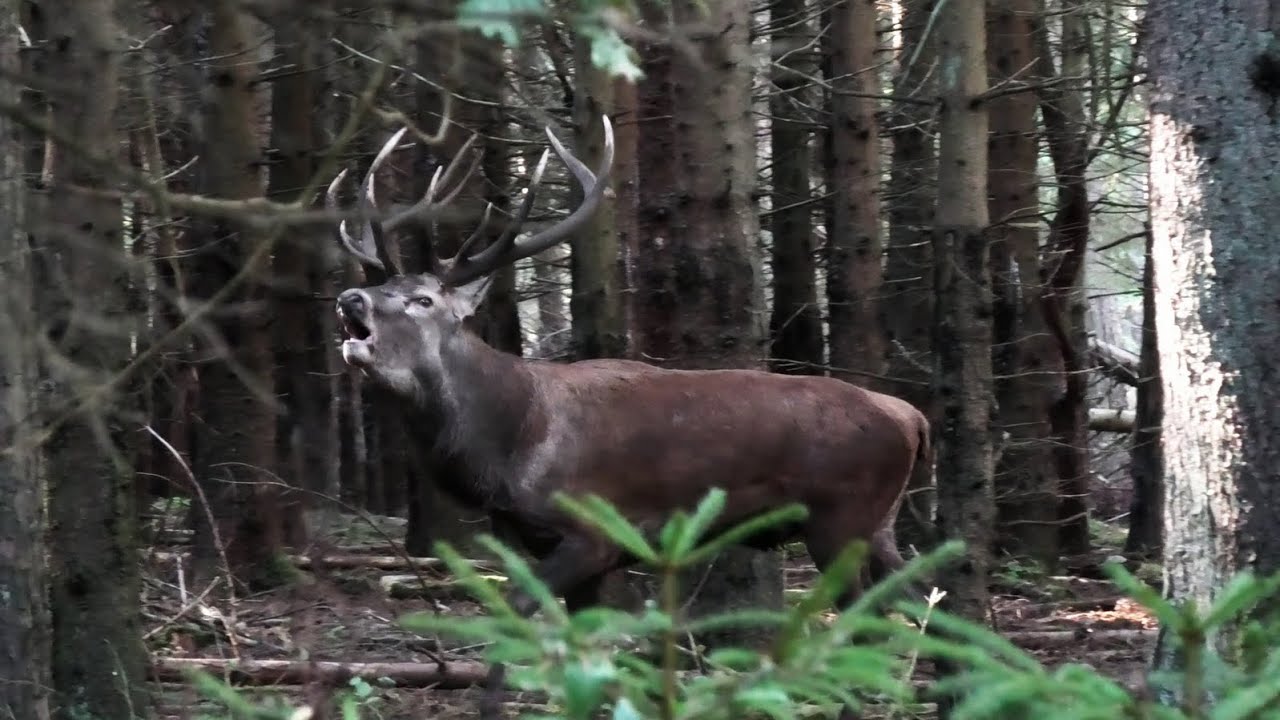 Mitten im Brunftkessel - Ein gewaltiges Röhren  - in the middle of the rutcauldron Red Deer