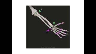 Dr. Benaduce: Pronation & Supination (Upper Appendicular Skeleton Lecture)