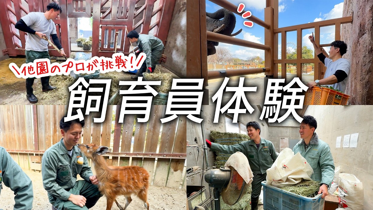 バイオパークのスタッフが東武動物公園で飼育員体験をしてみたら…？ゾウのエサやりからシタツンガの人工哺育まで【密着】