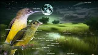 Tembakan terbaik panjang dan rapat 🔥 brinji tungir dan pijantung pisang 