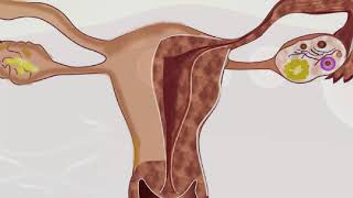मानव प्रजनन – Part 1 – Human Reproductive System – Hindi मानव प्रजनन – Part 1 – Human Reproductive System – Hindi