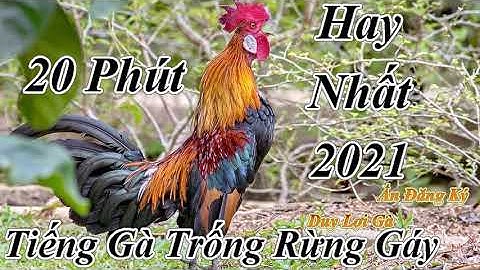 Gà Rừng Trống Gáy l Dùng Loa Kích l Hay Nhất 2021