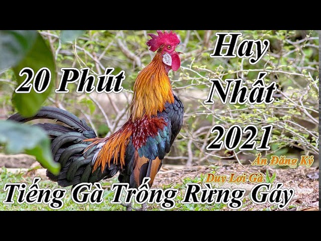 Gà Rừng Trống Gáy l Dùng Loa Kích l Hay Nhất 2021 class=